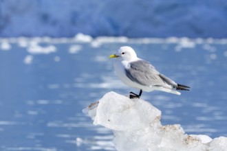 Black-legged kittiwake (Rissa tridactyla) adult in breeding plumage resting on ice floe in the