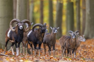 European mouflons (Ovis aries musimon, Ovis gmelini musimon), herd with rams, males, ewes, females