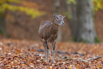 European mouflon (Ovis aries musimon, Ovis gmelini musimon) ewe, female in forest in autumn, fall