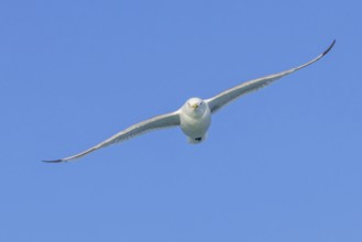 Black-legged kittiwake (Rissa tridactyla) adult in breeding plumage flying against blue sky in