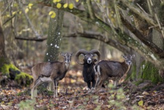 European mouflon (Ovis aries musimon, Ovis gmelini musimon) ram, male with two ewes, females in