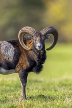 European mouflon (Ovis aries musimon, Ovis gmelini musimon) ram, male with big horns in grassland