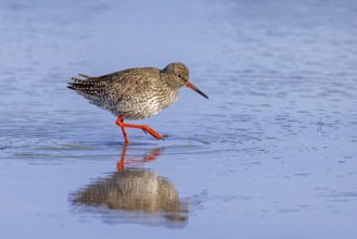 Common redshank (Tringa totanus) adult in breeding plumage foraging in shallow water of saltmarsh