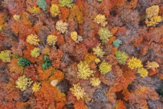 Aerial view over larches and European beeches, common beech trees (Fagus sylvatica) with foliage in