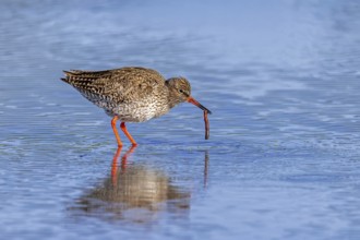 Common redshank (Tringa totanus) adult in breeding plumage eating juicy worm in shallow water of