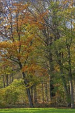 European beeches, common beech trees (Fagus sylvatica) with foliage in yellow, brown and green