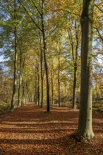 Avenue bordered with European beeches, common beech trees (Fagus sylvatica) with foliage in yellow