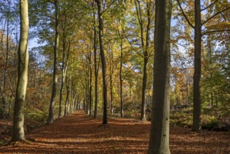 Avenue bordered with European beeches, common beech trees (Fagus sylvatica) with foliage in yellow