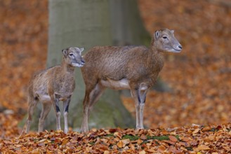 European mouflon (Ovis aries musimon, Ovis gmelini musimon) ewe, female with lamb in forest in