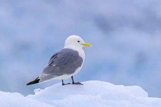 Black-legged kittiwake (Rissa tridactyla) adult in breeding plumage resting on ice floe in the