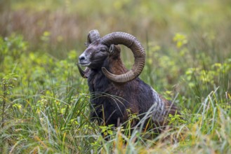 European mouflon (Ovis aries musimon, Ovis gmelini musimon) ram, male with big horns in grassland
