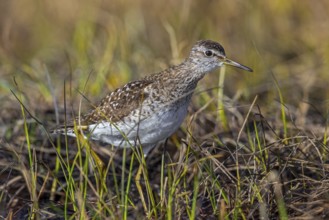 Wood sandpiper (Tringa glareola) adult in breeding plumage foraging in wetland in spring