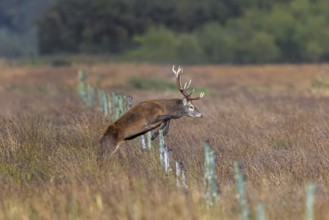 Red deer (Cervus elaphus) stag with big antlers jumping over fence in grassland in autumn, fall