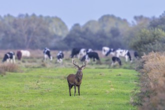 Red deer (Cervus elaphus) stag with big antlers in meadow with cows in autumn, fall