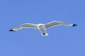Black-legged kittiwake (Rissa tridactyla) adult in breeding plumage flying against blue sky in