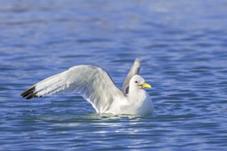 Black-legged kittiwake (Rissa tridactyla) adult in breeding plumage bathing in sea water in summer