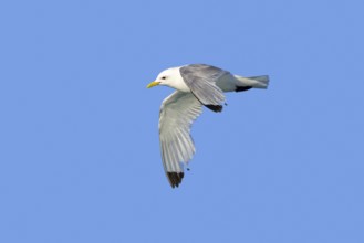 Black-legged kittiwake (Rissa tridactyla) adult in breeding plumage flying with worn primaries,