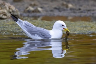 Black-legged kittiwake (Rissa tridactyla) adult in breeding plumage collecting nesting material in