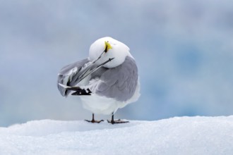 Black-legged kittiwake (Rissa tridactyla) adult in summer plumage preening feathers on ice floe in
