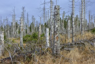 Dead spruce trees in forest in the Harz Mountains in autumn, damage caused by bark beetle