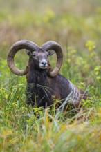 European mouflon (Ovis aries musimon, Ovis gmelini musimon) ram, male with big horns in grassland