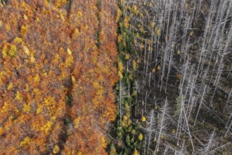 Aerial view over mixed forest with dead spruce trees in the Harz Mountains, damage caused by bark