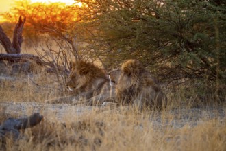 Sunset, two maned lions, siblings lying in the grass, lion (Panthera Leo), savuti, Chobe National