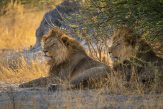 Two maned lions, siblings lying in the grass, lion (Panthera Leo), savuti, Chobe National Park