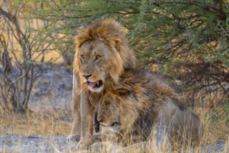 Two maned lions, siblings cuddle, lion (Panthera Leo), savuti, Chobe National Park National Park,