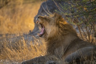 Two yawns, lying in grass, lion (Panthera Leo), savuti, Chobe National Park National Park, Botswana