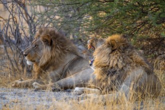 Sunset, two maned lions, lion yawns, siblings lying in the grass, lion (Panthera Leo), savuti,