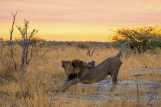 Maned Lion Stretches, Lion (Panthera Leo), Savuti, Chobe National Park National Park, Botswana