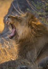 Two yawns, lying in grass, lion (Panthera Leo), savuti, Chobe National Park National Park, Botswana