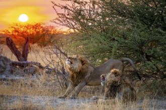 Sunset, two maned lions, siblings lying in grass, lion (Panthera Leo) stretches, savuti, Chobe