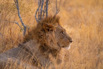 Maned Lion Lies, Lion (Panthera Leo), Savuti, Chobe National Park, Botswana