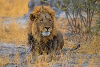 Maned lion in grass, lion (Panthera Leo), savuti, Chobe National Park National Park, Botswana