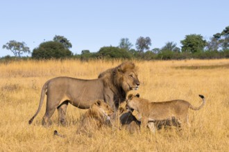 Maned lion and young animals, lion (Panthera Leo) lying in grass, savuti, Chobe National Park