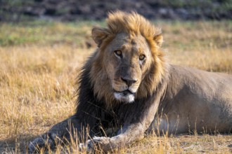 Maned lion (Panthera Leo) lying in grass, savanna, Savuti, Chobe National Park National Park,