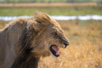 Maned lion, lion (Panthera Leo) hisses, savuti, Chobe National Park National Park, Botswana