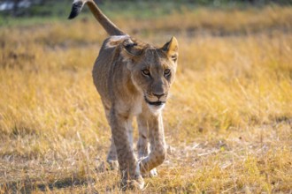 Cub, lion (Panthera Leo) in grass, savuti, Chobe National Park, Botswana