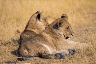 Young animals, lion (Panthera Leo) lying in grass, savuti, Chobe National Park National Park,