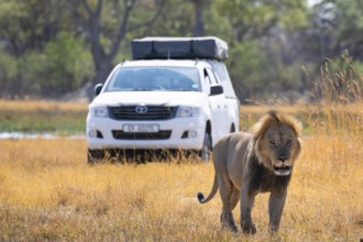 Safari car and maned lion, lion (Panthera Leo) lying in grass, savuti, Chobe National Park National