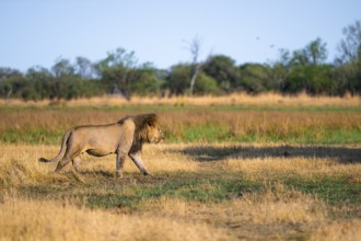 Maned lion running, lion (Panthera Leo) in grass, savuti, Chobe National Park, Botswana