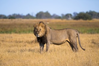 Maned lion, lion (Panthera Leo) standing in grass, savuti, Chobe National Park, Botswana