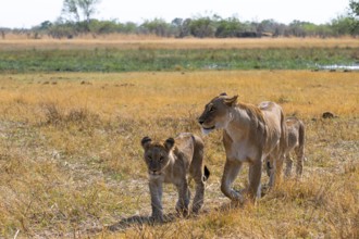 Lioness and young animals, lion (Panthera Leo) lying in grass, savuti, Chobe National Park National