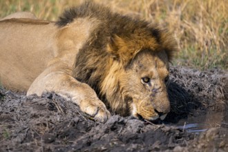 Maned lion drinks, lion (Panthera Leo) lying in grass, savuti, Chobe National Park, Botswana
