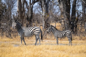 Steppe Zebra (Equus quagga), Chobe National Park, Botswana