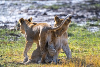 Lion cub, lion (Panthera leo) in grass, savuti, Chobe National Park, Botswana
