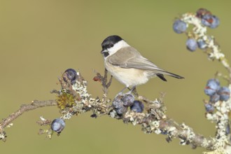 Swamp tit, (Parus palustris), sitting on a branch in a blackthorn bush, (Prunus spinosa), sloes,