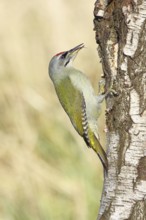 Grey woodpecker (Picus canus), male sitting on the trunk of a grey birch tree (Betula populifolia),